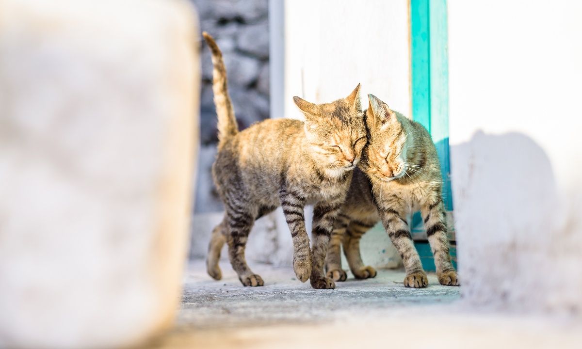 Διάβασε ΔΩΡΕΑΝ την προσωπική σου πρόβλεψη, για σήμερα 06/07/2023