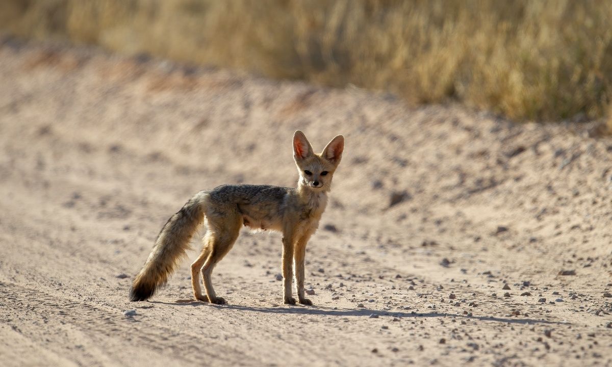 Άρης στο Ζυγό: Η αλεπού της ερήμου