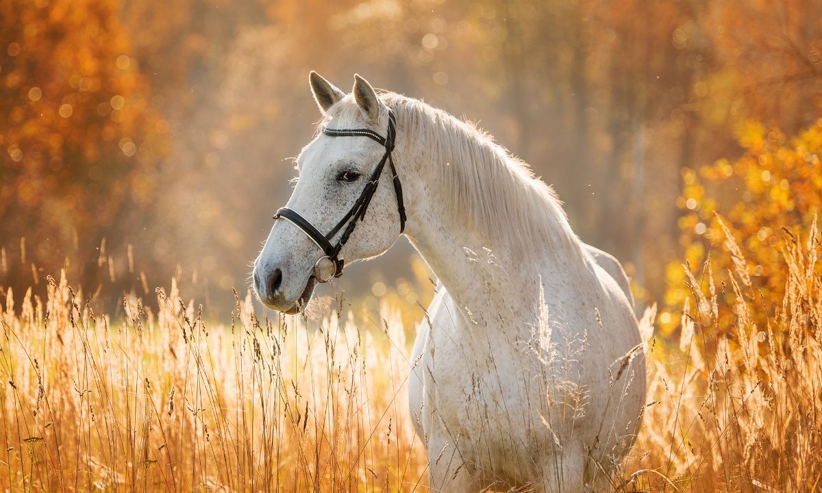 Διάβασε ΔΩΡΕΑΝ την προσωπική σου πρόβλεψη, για σήμερα 02/09/2023