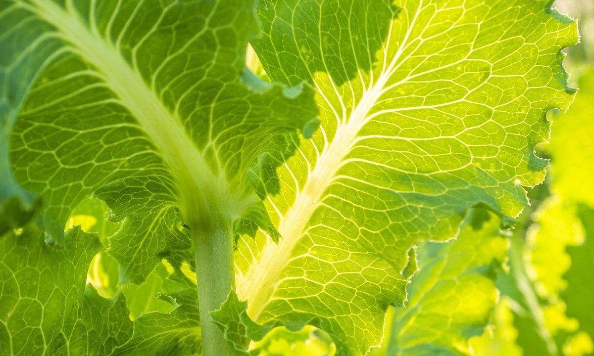 Μαρούλι: Το χρώμα του δείχνει πόσο αντιγηραντικό είναι!