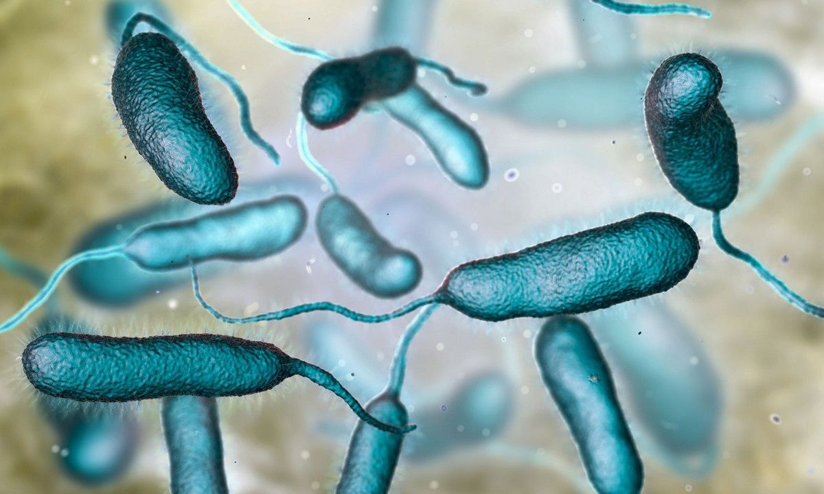 Vibrio vulnificus: Το βακτήριο που προκαλεί θανατηφόρο λοίμωξη