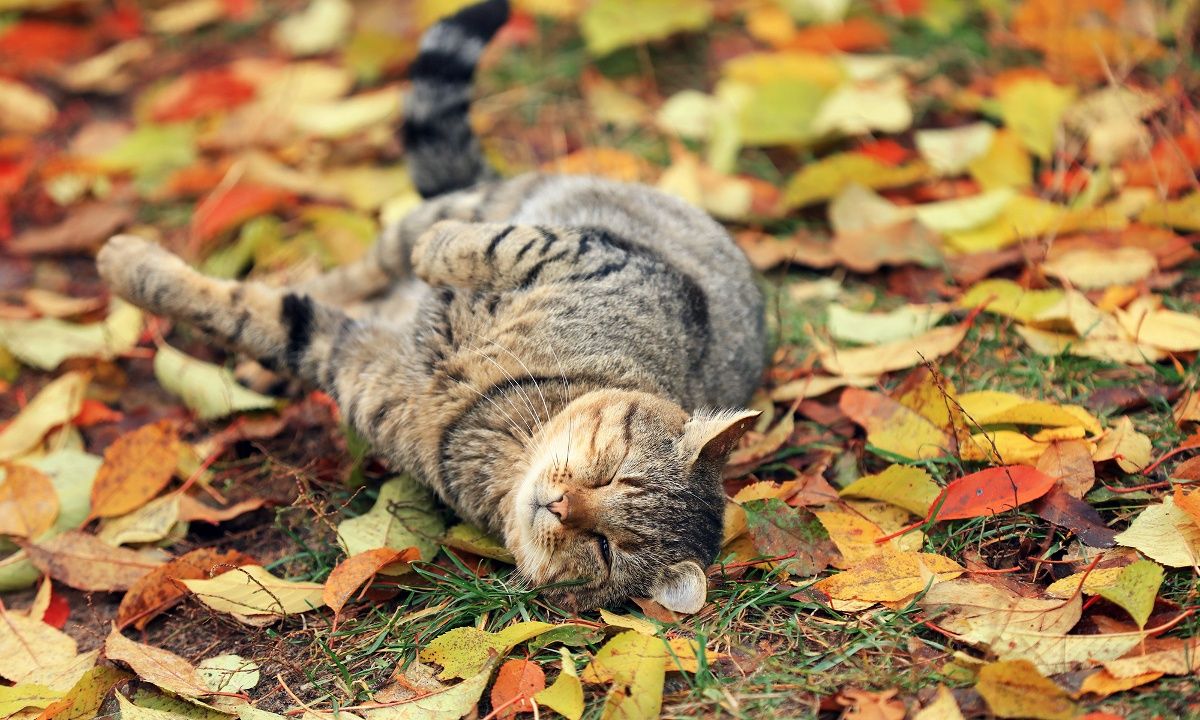 Διάβασε ΔΩΡΕΑΝ την προσωπική σου πρόβλεψη, για σήμερα 13/10/2023