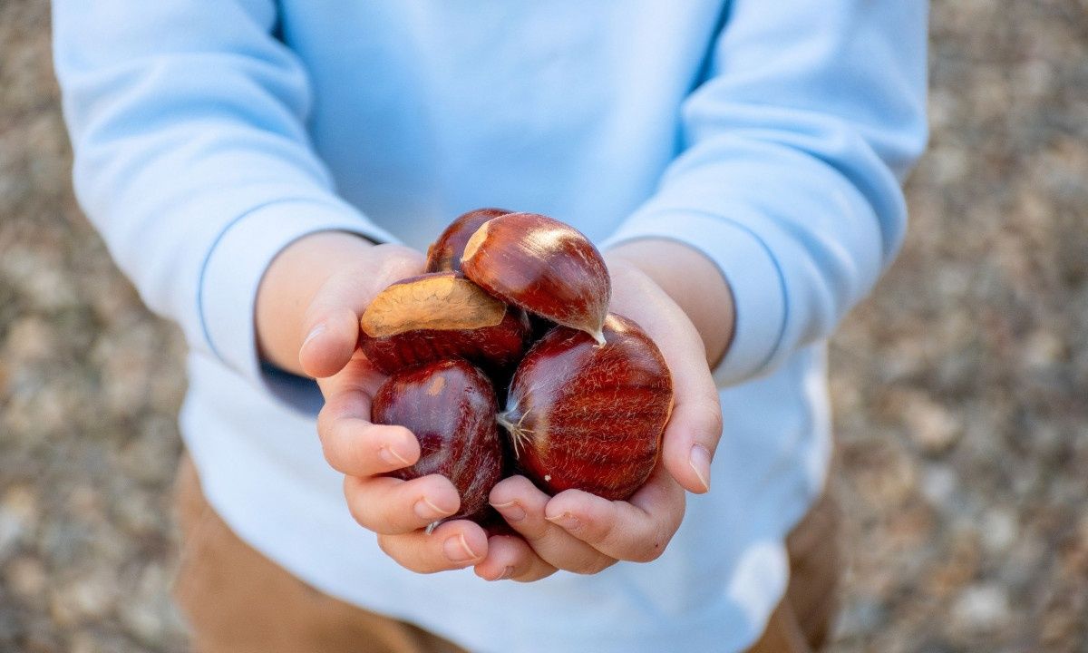 Κάστανα - «σύμμαχος» στην απώλεια βάρους