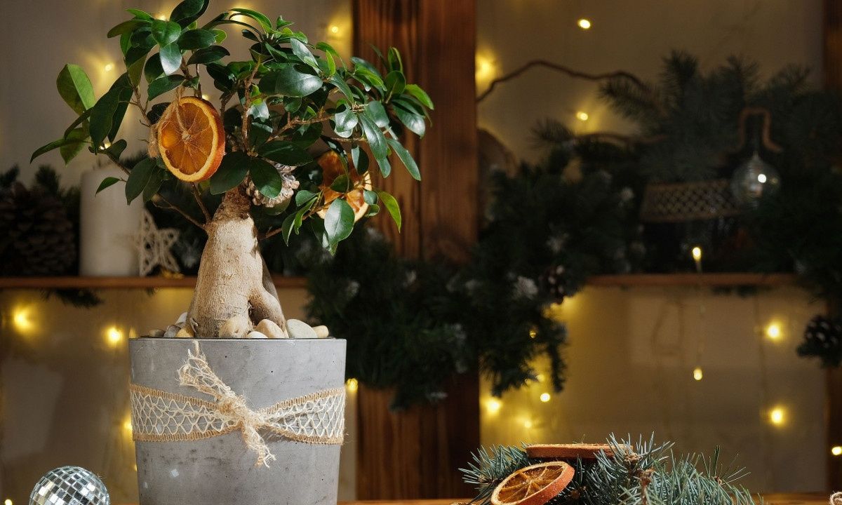 Πώς να στολίσετε τα φυτά εσωτερικού χώρου για τις γιορτές