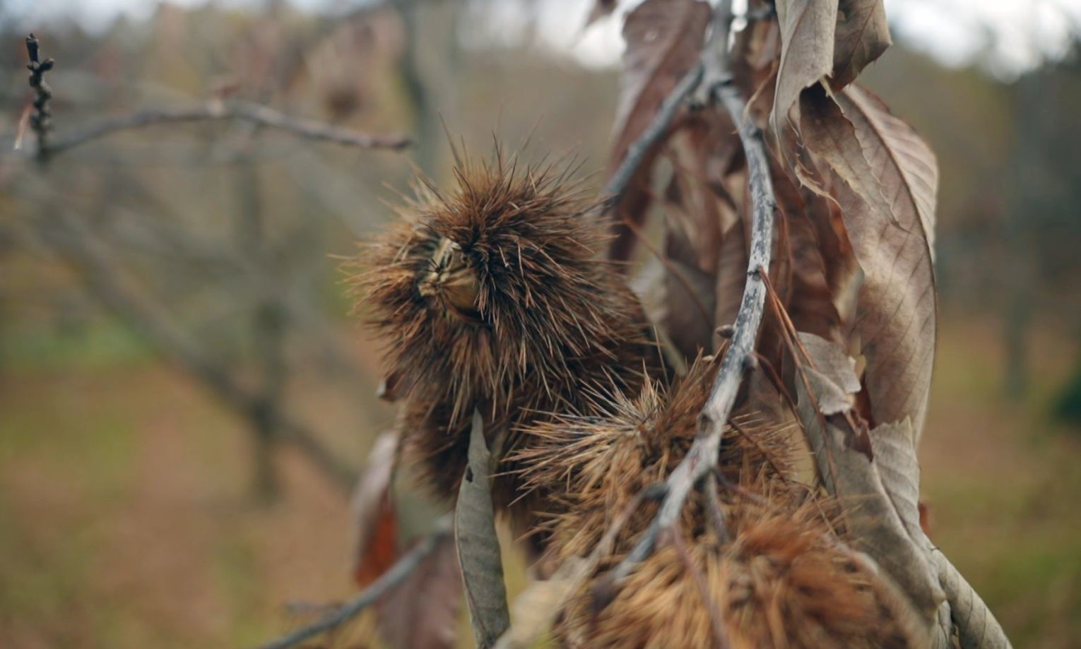 Όπου υπάρχει Ελλάδα: Ολοκληρώνεται η εβδομάδα στον Βόλο και το Πήλιο