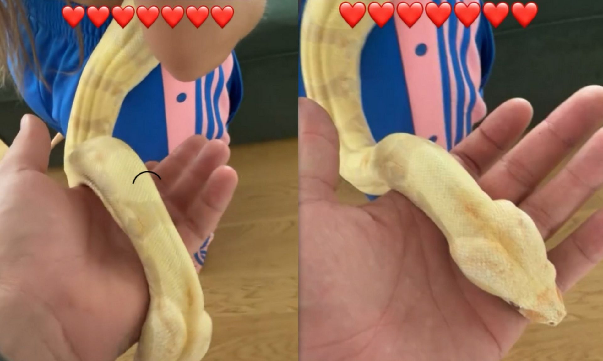 Αλεξάνδρου: Το φίδι του, ο Κλέαρχος, τυλίγεται γύρω από τη Ρία Ελληνίδου & το χαίρονται & οι δυο!