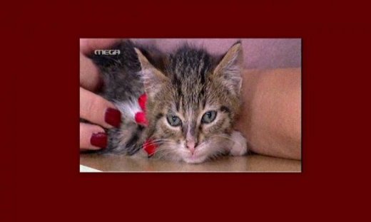 Ποια πασίγνωστη παρουσιάστρια πήρε αυτό το γατάκι από τη Φαίη Σκορδά;