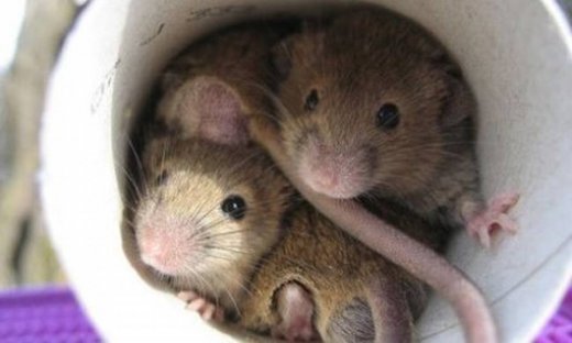 Αρουραίοι στο αεροπλάνο της Μπαρτσελόνα!