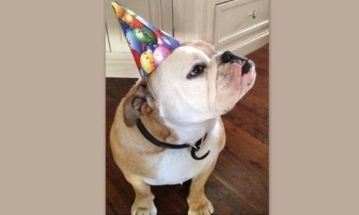 Σε ποιο διάσημο ζευγάρι ανήκει αυτό το μπουλντόγκ;