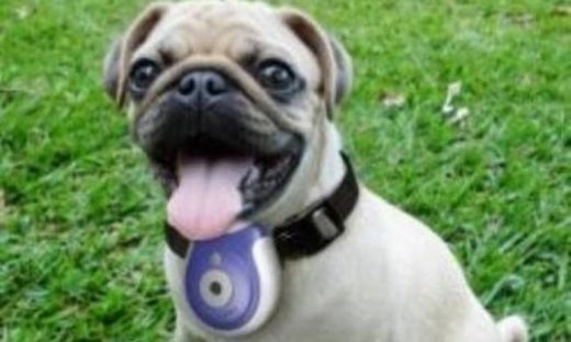 Γίνετε ο "Big Brother" του σκύλου σας