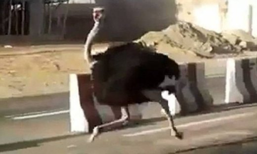 Η στρουθοκάμηλος το ‘σκασε!