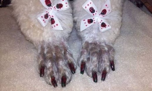 Κάντε στο σκύλο σας... πεντικιούρ! (video)