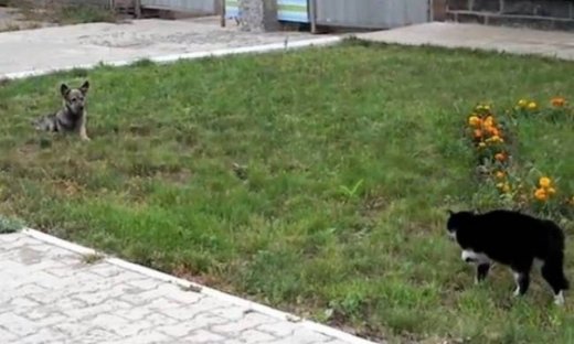 Video: Επική μονομαχία σκύλου και γάτας