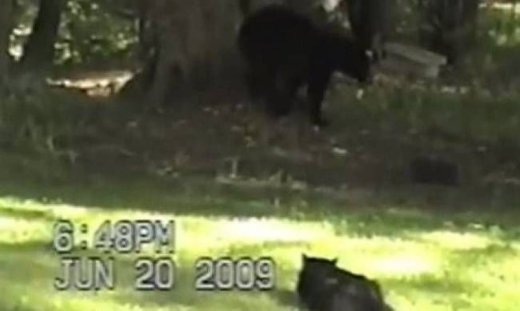 Video: Η αρκούδα είδε τη γάτα και φοβήθηκε