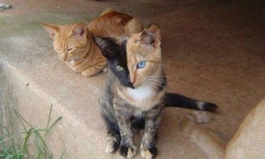 Video: Η πιο... cool γάτα που έχει τρελάνει το Διαδίκτυο!