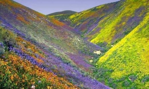 Εκπληκτικές φωτογραφίες: Η κοιλάδα των λουλουδιών