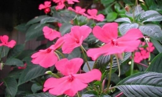 Ανθοΐαμα Impatiens: Κατανόηση vs Ανυπομονησία