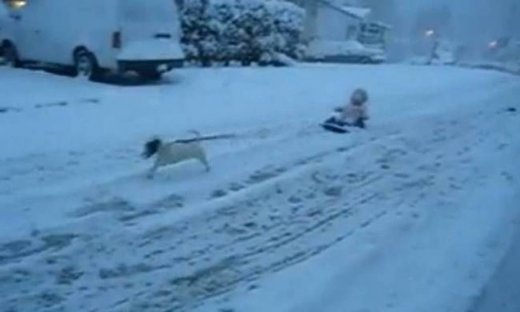 Βίντεο: Δείτε ένα τζακ ράσελ σε ρόλο ταράνδου!