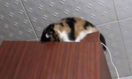 Γατάκι χάνει την ισορροπία του και... (vid)