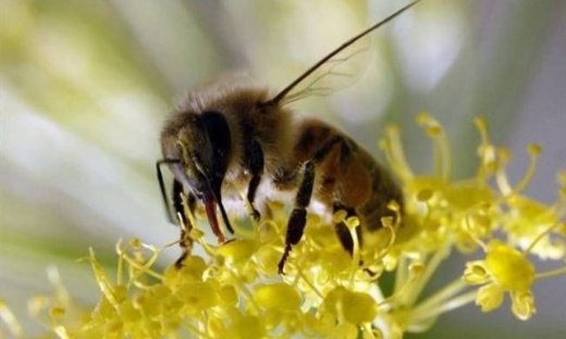 Απίστευτο: Μέλισσες σε ρόλο...ναρκαλιευτών!