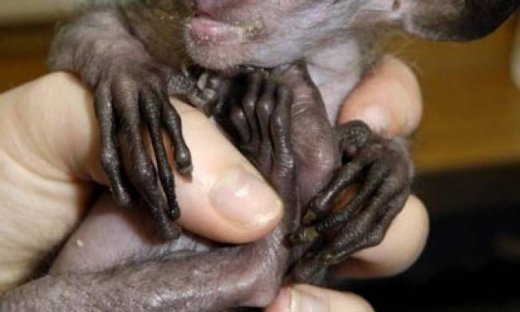 Δείτε: Αυτό είναι το πιο... άσχημο ζώο στον κόσμο! (pic)