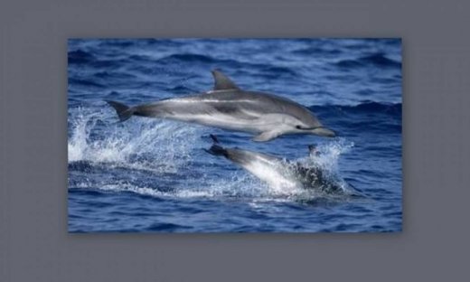 Η μνήμη των δελφινιών έχει ξεπεράσει τις προσδοκίες των επιστημόνων