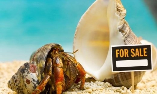 Τα ζώδια πάνε παραλία, μέρος Α΄