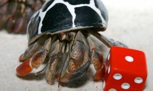 Τα ζώδια πάνε παραλία, μέρος B΄