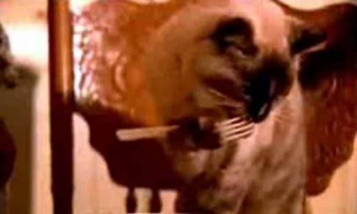 Όταν μια γάτα τηρεί το «savoir vivre» ! (vid)