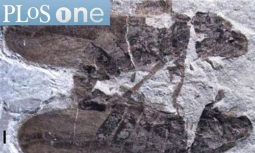Απολιθωμένα έντομα 165 εκατ. ετών τη στιγμή της αναπαραγωγής!
