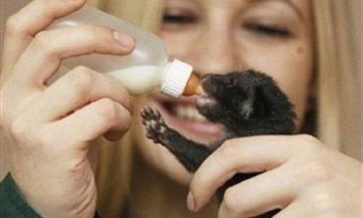 Η τρυφερή φωτογραφία που έχει «τρελάνει» το διαδίκτυο! Μικρή μοσχογαλή πίνει γάλα από μπιμπερό!