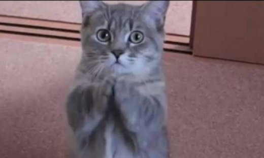 Η γάτα που παρακαλά… για πρωινό! (vid)