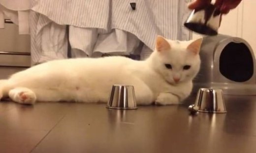 «Εδώ παπάς, εκεί παπάς, που είναι ο παπάς;». Και όμως, αυτή η γάτα τον βρίσκει κάθε φορά! (βίντεο)