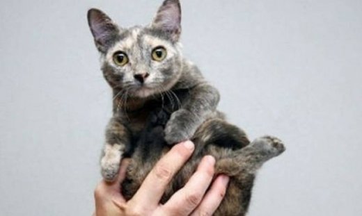 Αυτό σίγουρα δεν το έχετε ξαναδεί. Το μικρότερο γατάκι του κόσμου έχει ύψος 12 εκατοστά (βίντεο)