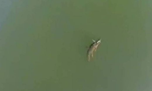 Ο κροκόδειλος της Κρήτης απέκτησε... σελίδα στο facebook