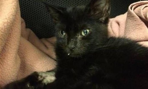 Φρίκη: Κάρφωσε στη γάτα του μία ένεση ηρωίνης!