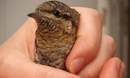 Το... τραγικό τέλος ενός άτυχου στραβολαίμη