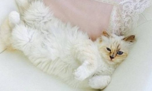 Ματαιοδοξία ή υπερβολική αγάπη;Η πλουσιοπάροχη ζωή αυτής της γάτας ξεπερνά κάθε φαντασία!