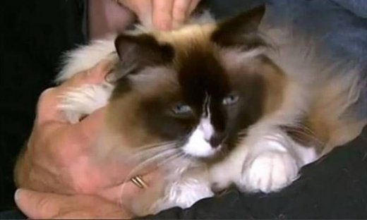 Γάτα αύξησε την τιμή σπιτιού κατά… 100 χιλιάδες ευρώ