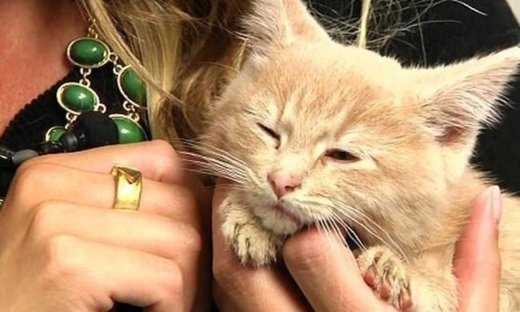 Το γατάκι που σώθηκε από βέβαιο θάνατο (vid)