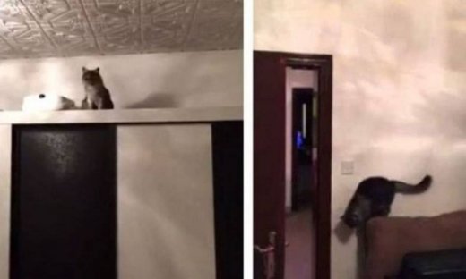 Απίστευτο: Δείτε την αντίδραση μιας γάτας όταν ακούει τον ήχο από το νερό της βρύσης (βίντεο)