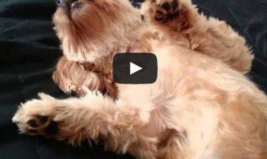 Είναι αυτός ο πιο τεμπέλης σκύλος του κόσμου; (Video)