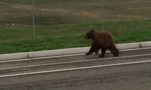 Νηστικό... αρκούδι στους δρόμους του Φρέσνο
