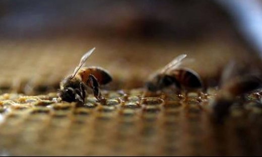 Επίθεση 20.000 μελισσών σε τέμενος της Αριζόνα