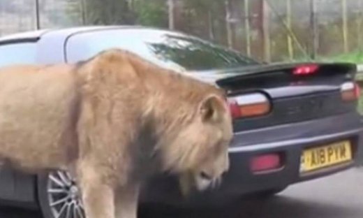 Τρελό: Λιοντάρι… μασούλησε αυτοκίνητο! (video)