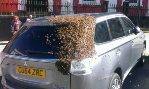 «Στρατός» από μέλισσες κυνηγά αυτοκίνητο για να απελευθερώσει τη βασίλισσά του