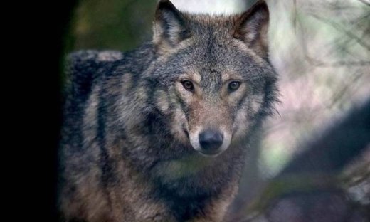 Ρέμπελ, ο λύκος που είχε χειρότερη τύχη και από τον Χαράμπε