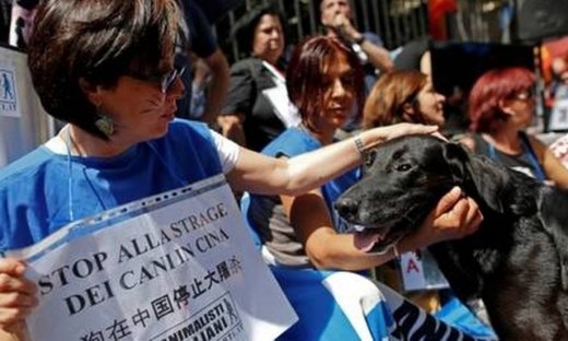 Ακτιβιστές έσωσαν πάνω από 1.000 σκυλιά από σφαγή