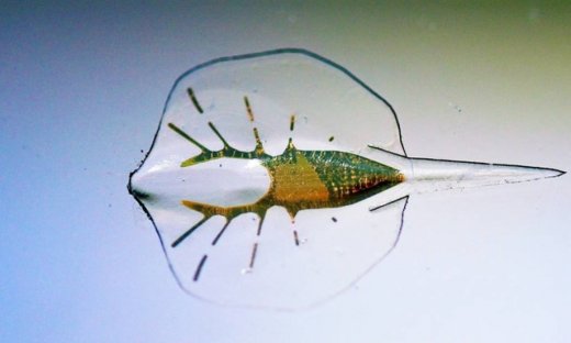 Δημιουργήθηκε το πρώτο «ζωντανό» σαλάχι-ρομπότ