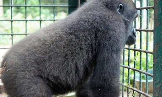 Ο ορφανός γορίλας που... εκστασιάστηκε με το νέο του φίλο (pics)